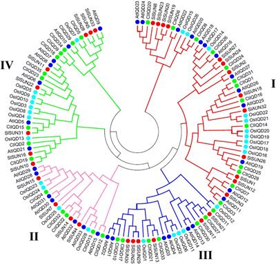 Genome-wide analysis of IQD proteins and ectopic expression of watermelon ClIQD24 in tomato suggests its important role in regulating fruit shape